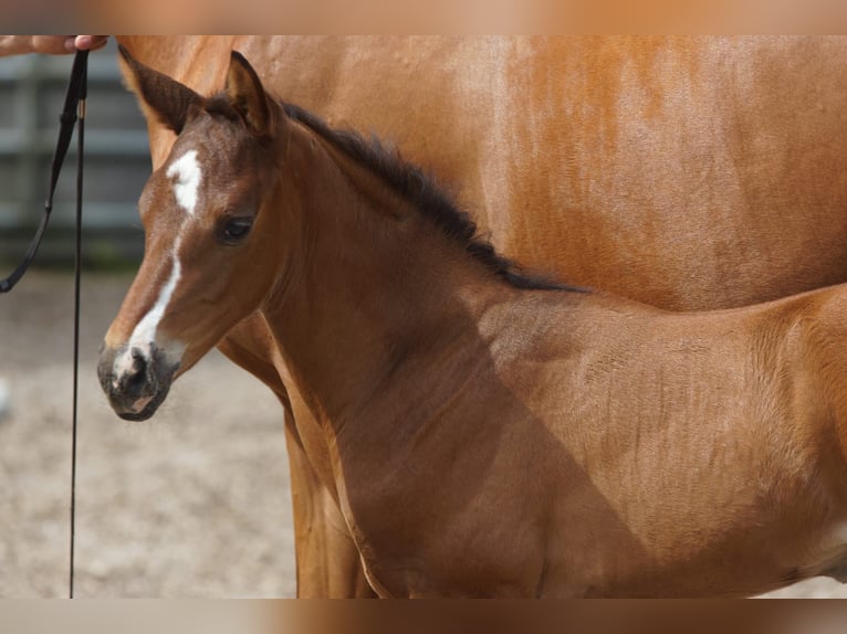 Trakehnare Hingst Föl (07/2024) 168 cm Brun in Günzburg