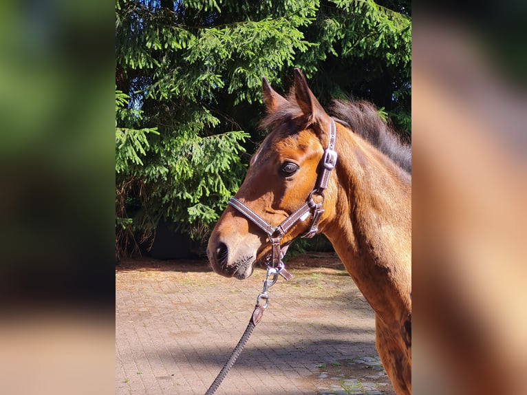 Trakehnare Hingst Föl (05/2024) 168 cm Brun in Waigandshain