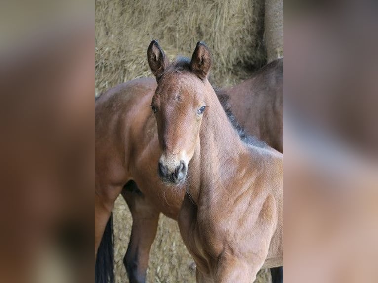 Trakehnare Hingst Föl (04/2024) 168 cm Brun in Günzburg