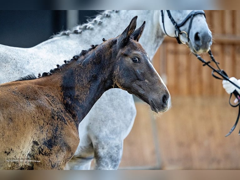 Trakehnare Hingst Föl (04/2024) 168 cm in Gladenbach