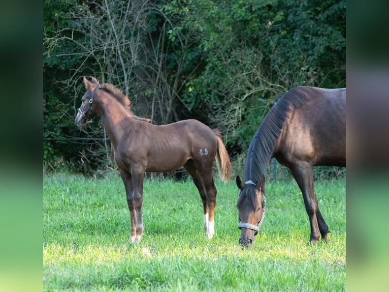 Trakehnare Hingst Föl (05/2024) 168 cm Fux in Gnadendorf