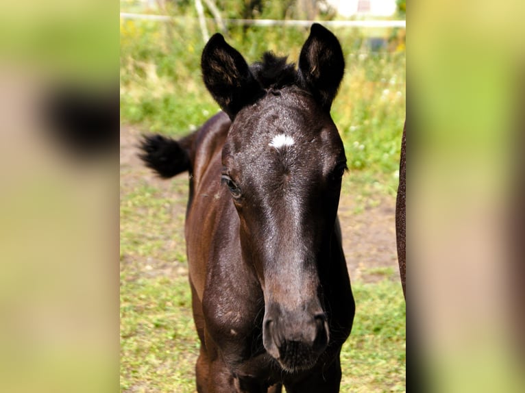 Trakehnare Hingst Föl (05/2024) 168 cm Svart in Sperenberg