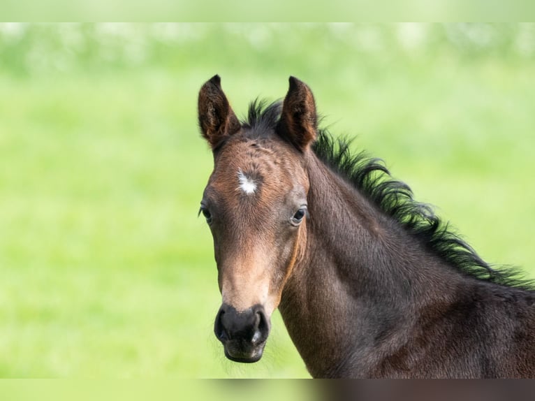 Trakehnare Hingst Föl (04/2024) 170 cm Brun in Scharbeutz