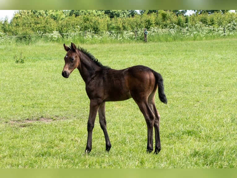 Trakehnare Hingst Föl (04/2024) 170 cm Brun in Scharbeutz