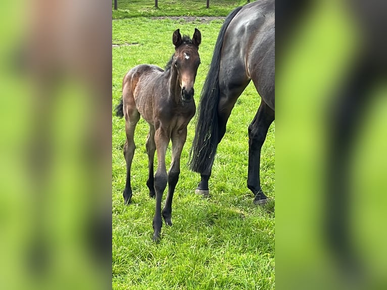 Trakehnare Hingst Föl (04/2024) 170 cm Brun in Scharbeutz