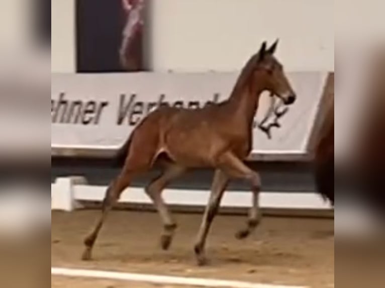 Trakehnare Hingst Föl (04/2024) 170 cm Mörkbrun in Kurtscheid