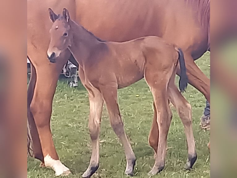 Trakehnare Hingst Föl (04/2024) 170 cm Mörkbrun in Kurtscheid