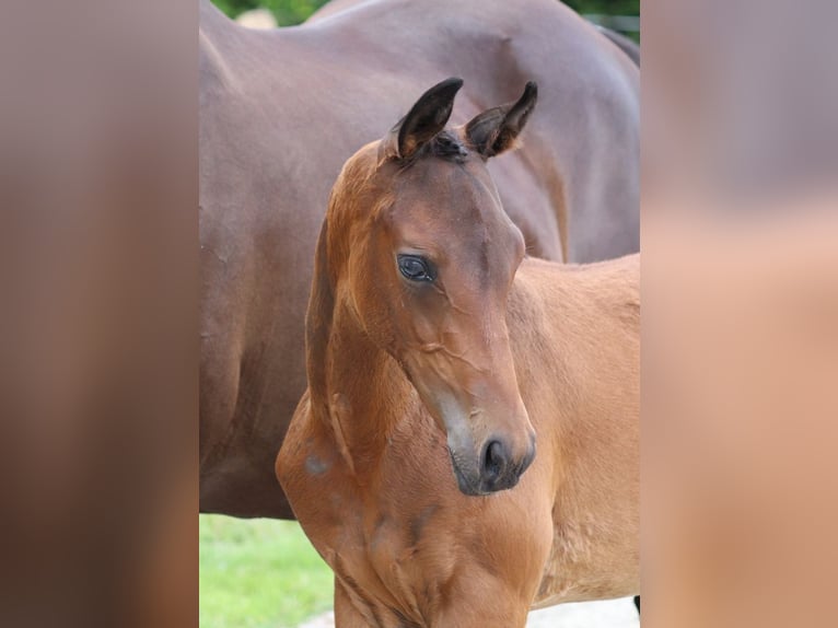 Trakehnare Hingst Föl (04/2024) 170 cm Mörkbrun in Salzhausen