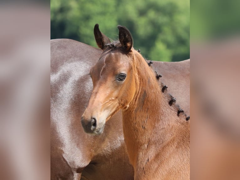 Trakehnare Hingst Föl (04/2024) 170 cm Mörkbrun in Salzhausen