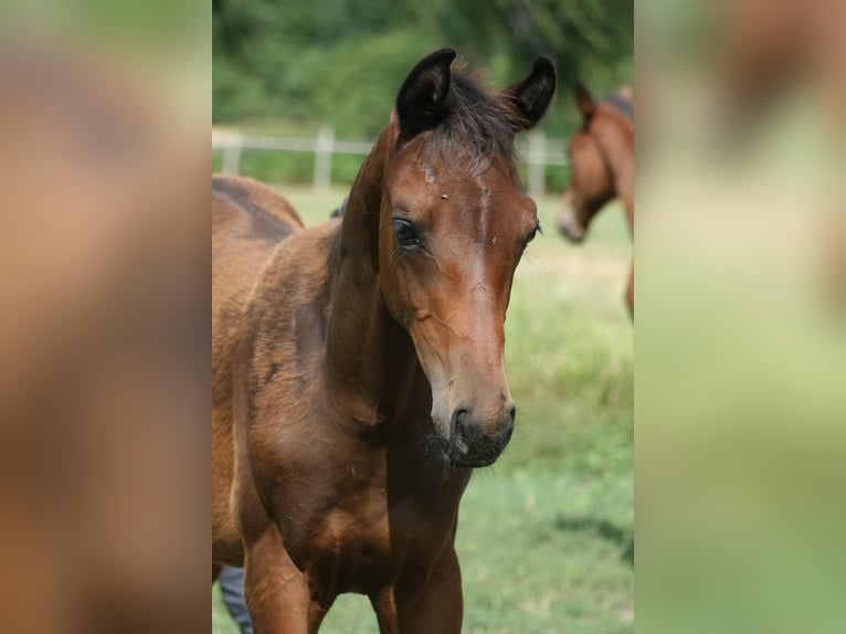 Trakehnare Hingst Föl (04/2024) 170 cm Mörkbrun in Salzhausen