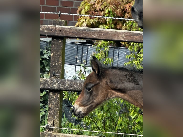 Trakehnare Hingst Föl (04/2024) 170 cm Mörkbrun in Salzhausen