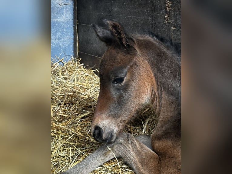 Trakehnare Hingst Föl (04/2024) 170 cm Mörkbrun in Salzhausen