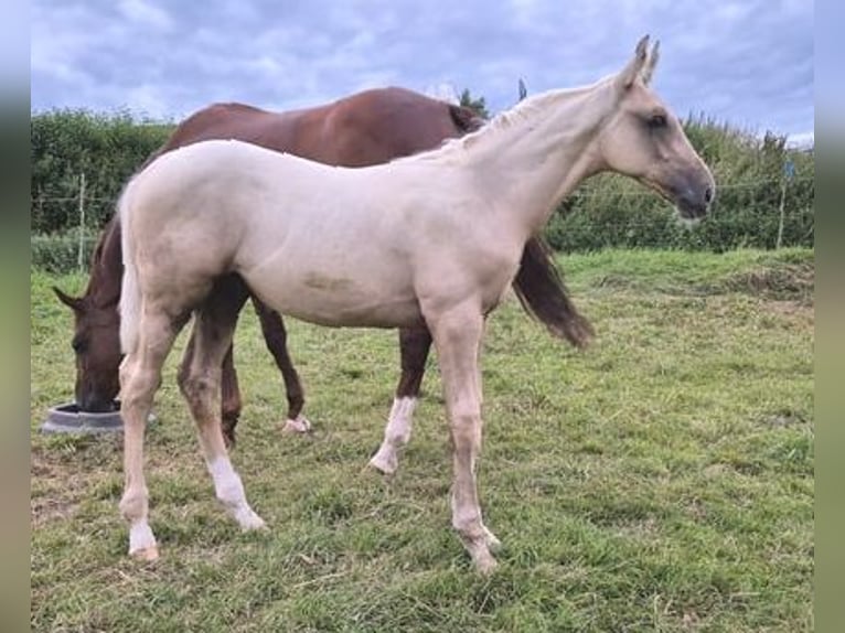 Trakehnare Hingst Föl (05/2024) 170 cm Palomino in Twistetal