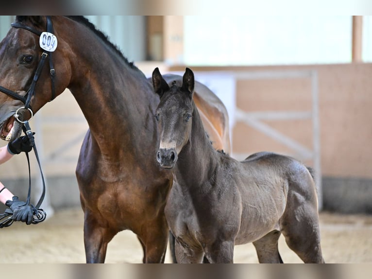 Trakehnare Hingst Föl (05/2024) 170 cm Rökfärgad svart in Grabow