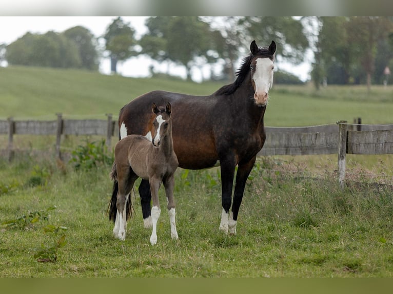 Trakehnare Hingst Föl (05/2024) 170 cm Rökfärgad svart in Wiesbaum