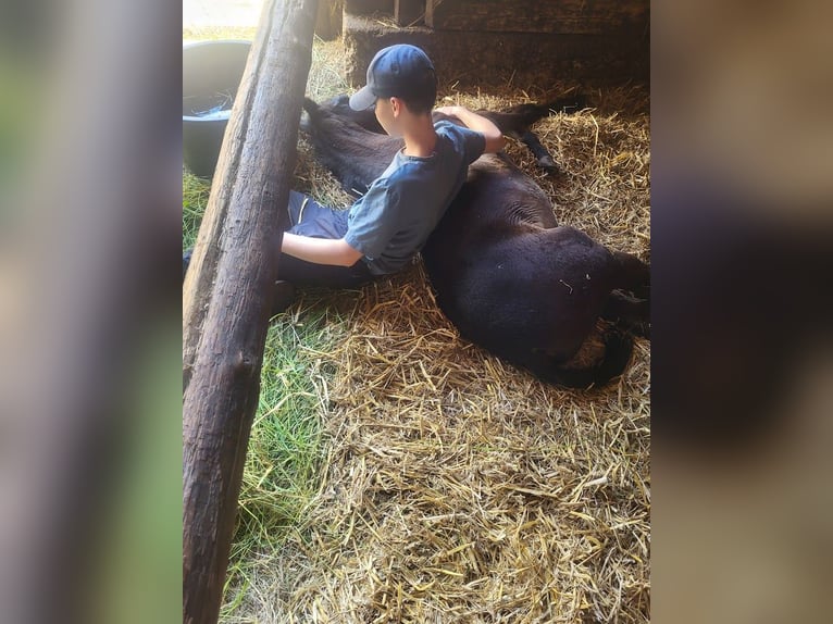 Trakehnare Hingst Föl (04/2024) 171 cm Rökfärgad svart in Adelsried