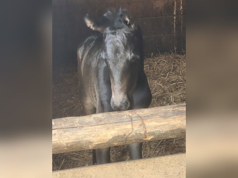 Trakehnare Hingst Föl (04/2024) 171 cm Rökfärgad svart in Adelsried