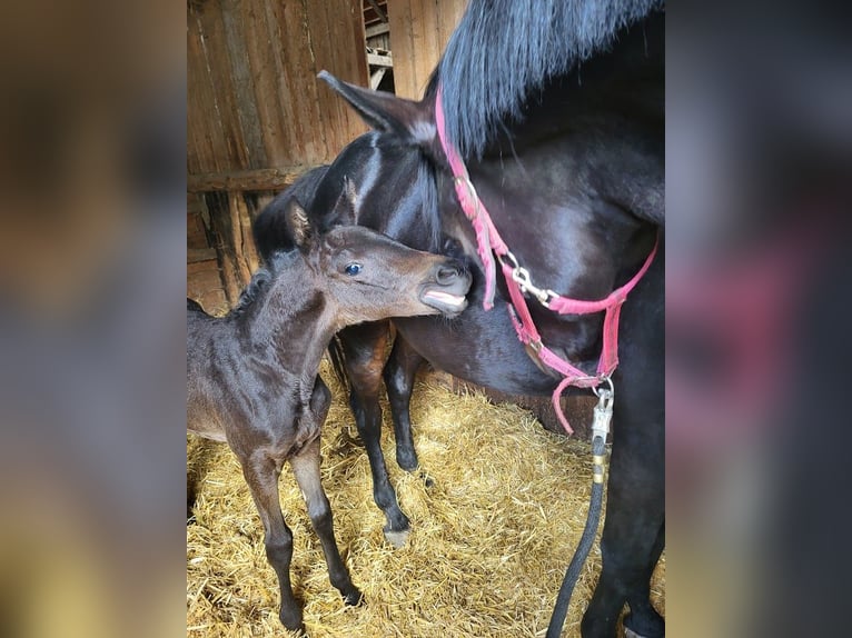 Trakehnare Hingst Föl (04/2024) 171 cm Rökfärgad svart in Adelsried