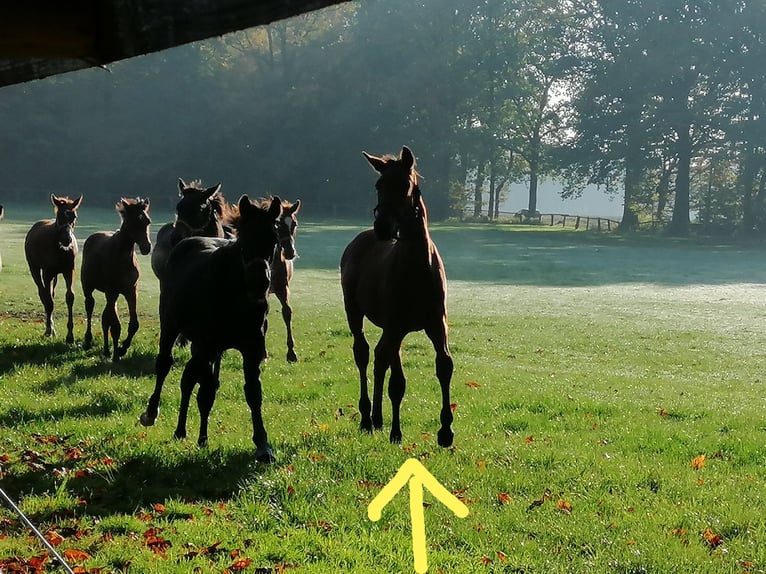 Trakehnare Hingst Föl (04/2024) 172 cm Brun in Harsefeld