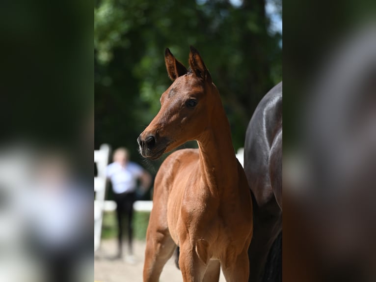 Trakehnare Hingst Föl (04/2024) 172 cm Brun in Harsefeld