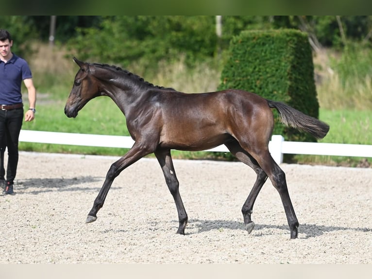 Trakehnare Hingst Föl (03/2024) Brun in Nottuln