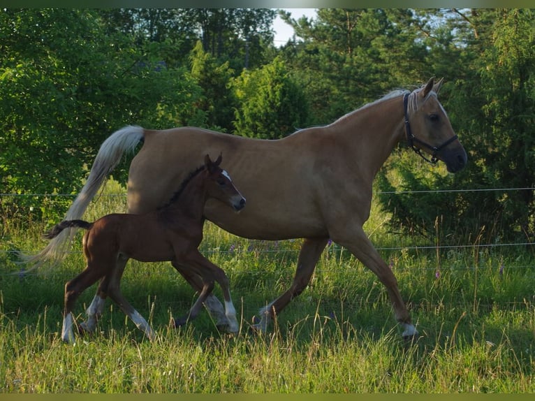 Trakehnare Hingst Föl (06/2024) Brun in Ruila