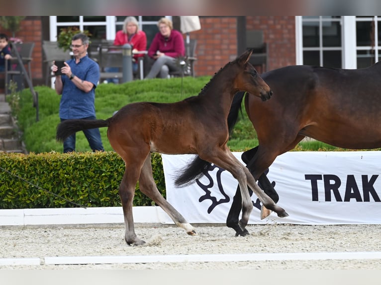 Trakehnare Hingst Föl (03/2024) in Ostercappeln