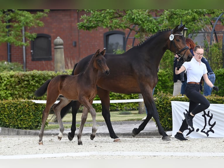 Trakehnare Hingst Föl (03/2024) in Ostercappeln