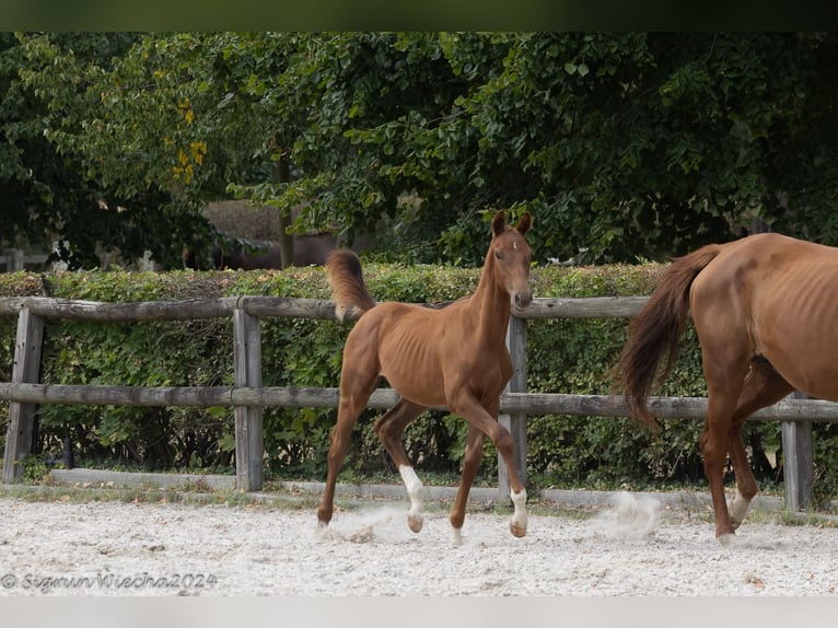 Trakehnare Hingst Föl (04/2024) in Döbeln