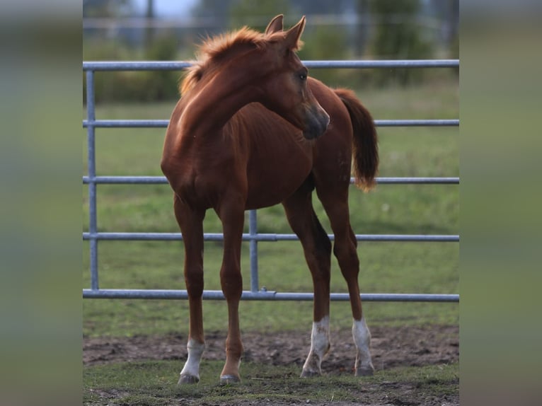 Trakehnare Hingst Föl (04/2024) fux in Reisenberg