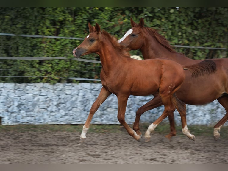 Trakehnare Hingst Föl (04/2024) fux in Reisenberg