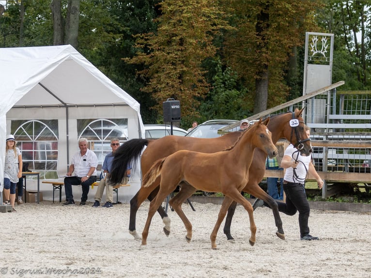 Trakehnare Hingst Föl (04/2024) fux in Laage OT Breesen