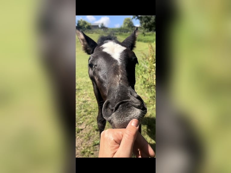 Trakehnare Hingst Föl (06/2024) Grå in Grebenstein