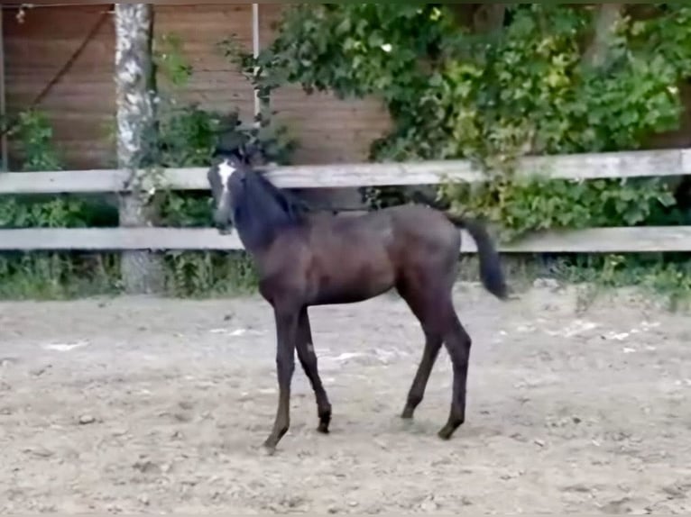 Trakehnare Hingst Föl (06/2024) Grå in Grebenstein