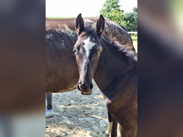 Trakehnare Hingst Föl (06/2024) Grå in Grebenstein