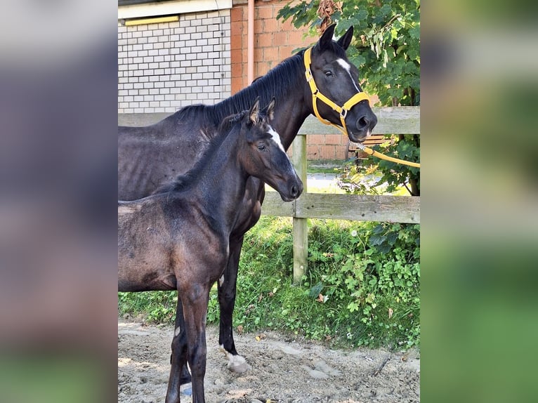 Trakehnare Hingst Föl (06/2024) Grå in Grebenstein