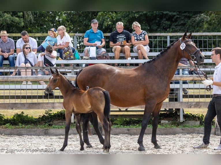 Trakehnare Hingst Föl (07/2024) Grå in Grünhainichen