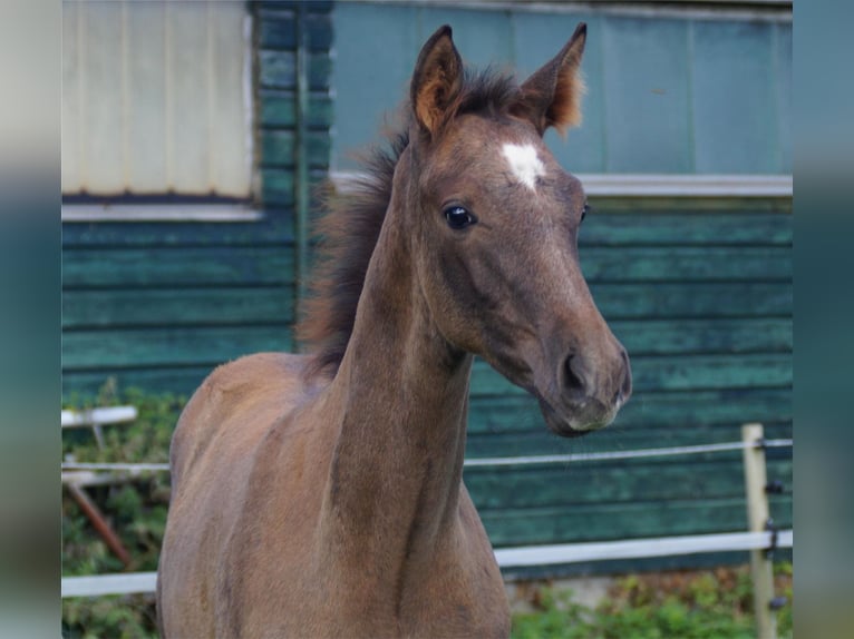 Trakehnare Hingst Föl (06/2024) Grå in Holzbunge