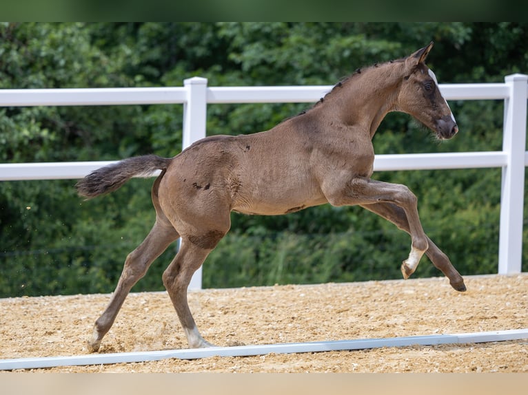 Trakehnare Hingst Föl (04/2024) Mörkbrun in Adelsried