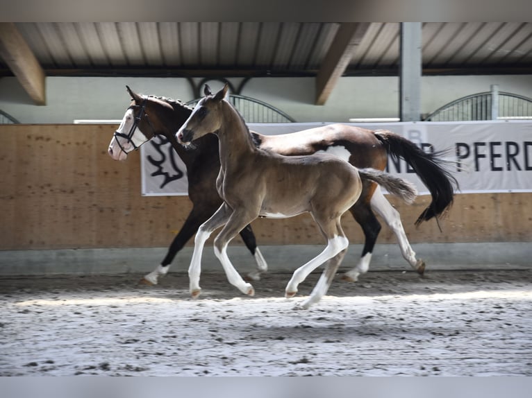 Trakehnare Hingst Föl (05/2024) Mörkbrun in Wiesbaum