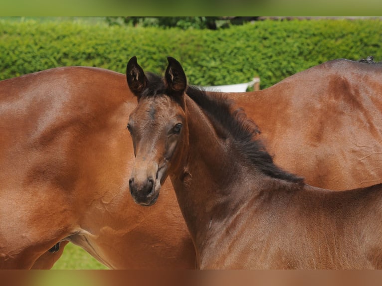 Trakehnare Hingst Föl (04/2024) Mörkbrun in Gotha