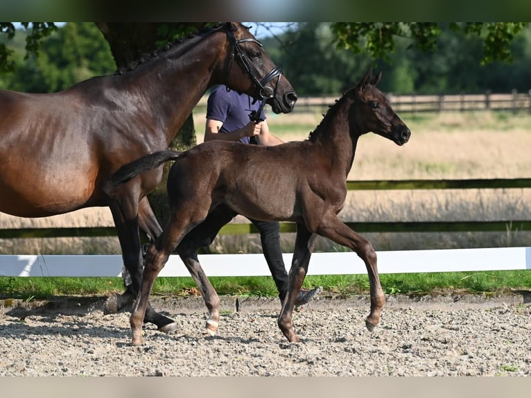 Trakehnare Hingst Föl (05/2024) Mörkbrun in Nottuln