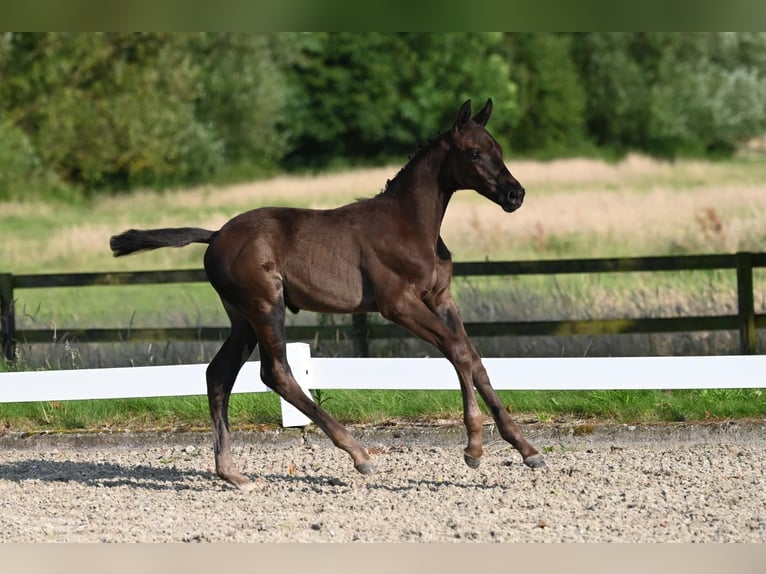 Trakehnare Hingst Föl (05/2024) Mörkbrun in Nottuln