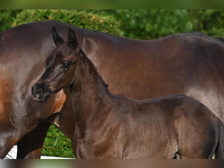 Trakehnare Hingst Föl (05/2024) Mörkbrun in Nottuln