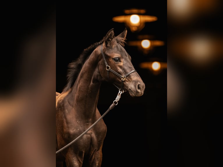 Trakehnare Hingst Föl (05/2024) Mörkbrun in Wenningstedt