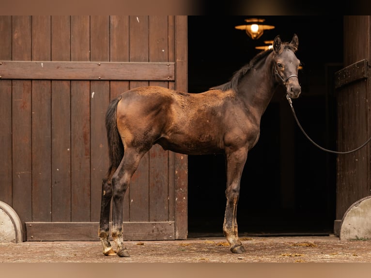 Trakehnare Hingst Föl (05/2024) Mörkbrun in Wenningstedt