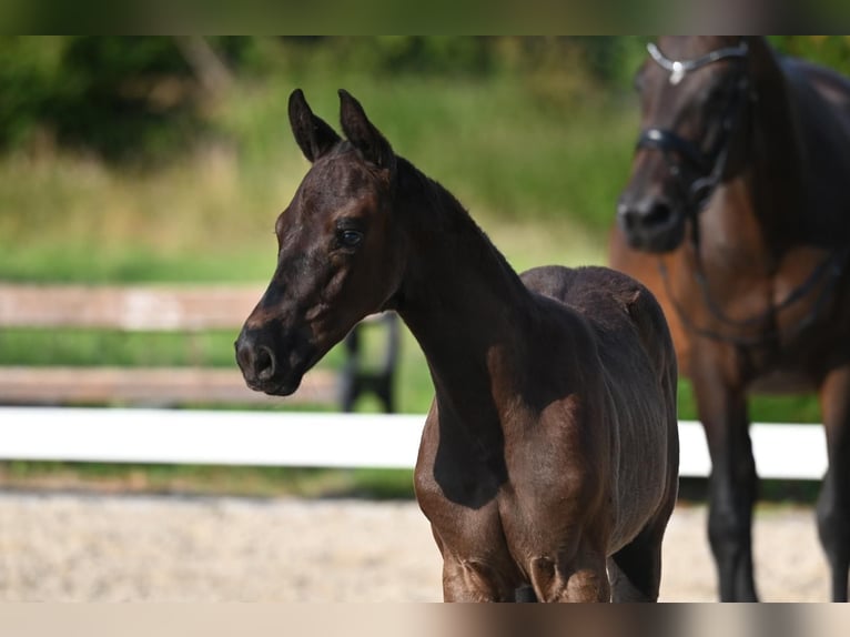 Trakehnare Hingst Föl (05/2024) Mörkbrun in Wenningstedt