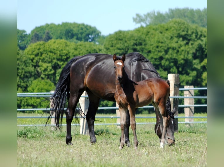 Trakehnare Hingst Föl (05/2024) Mörkbrun in ZapelCrivitz