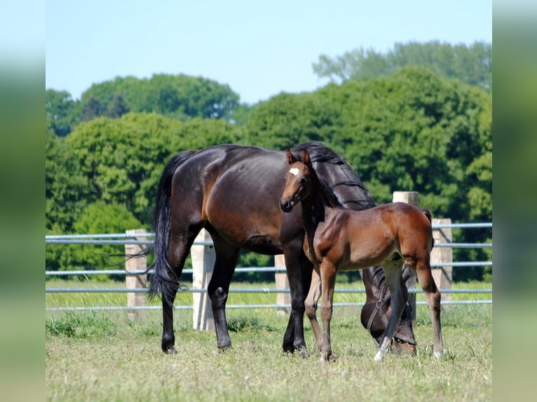 Trakehnare Hingst Föl (05/2024) Mörkbrun in ZapelCrivitz