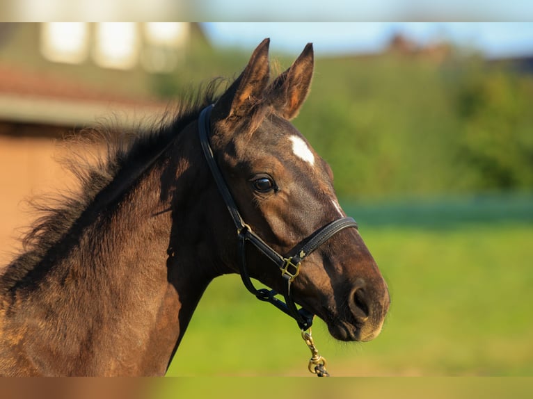 Trakehnare Hingst Föl (01/2024) Rökfärgad svart in Uslar